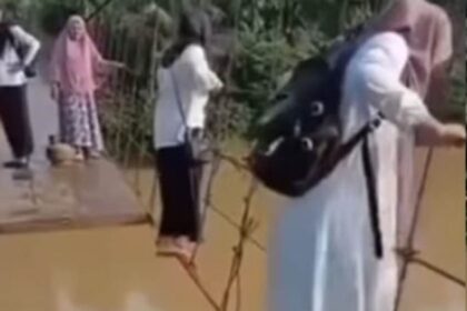 Momen sejumlah guru SD di Desa Simpang Limbur, Kabupaten Merangin, Jambi, menyeberangi jembatan gantung yang rusak parah demi sampai ke sekolah. Foto : Tangkapan layar TikTok @rinidiansukma