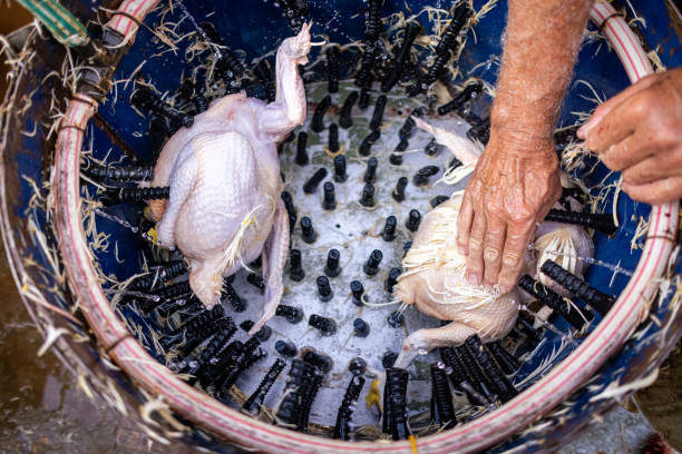 Ilustrasi, Atlet binaraga Malang mengonsumsi ayam tiren (mati kemarin) untuk memenuhi kebutuhan protein hatian mereka jelang Pekan Olahraga Provinsi (Porprov) 2025. Foto: Istock @Dusan Stankovic