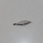 Kamitetep atau ulat kantong, yaitu larva dari ngengat Phereoeca Allutella, sering ditemukan menempel ditembok, langit-langit dan sudut lantai rumah. Dikenal karena membuat kantong dari sutra tercampur debu dan kotoran, jika terpapar pada kulit dapat mengakibatkan gatal. Foto: Joesvicar Iqbal/ipol.id