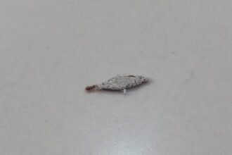 Kamitetep atau ulat kantong, yaitu larva dari ngengat Phereoeca Allutella, sering ditemukan menempel ditembok, langit-langit dan sudut lantai rumah. Dikenal karena membuat kantong dari sutra tercampur debu dan kotoran, jika terpapar pada kulit dapat mengakibatkan gatal. Foto: Joesvicar Iqbal/ipol.id