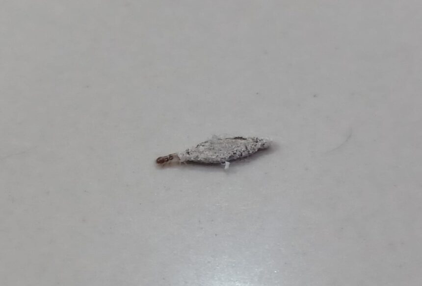 Kamitetep atau ulat kantong, yaitu larva dari ngengat Phereoeca Allutella, sering ditemukan menempel ditembok, langit-langit dan sudut lantai rumah. Dikenal karena membuat kantong dari sutra tercampur debu dan kotoran, jika terpapar pada kulit dapat mengakibatkan gatal. Foto: Joesvicar Iqbal/ipol.id