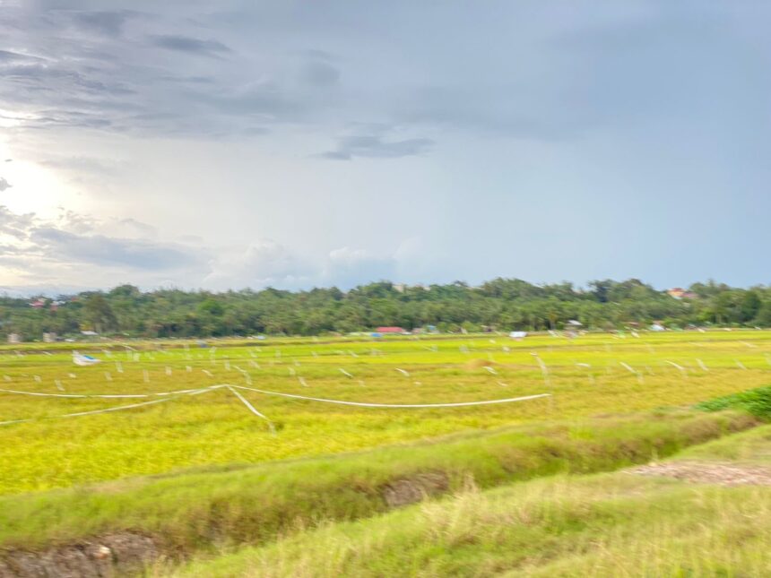Pertanian di Kecamatan Sebulu, Kukar. Foto: Dok Humas
