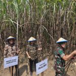 Panen raya tebu di Jombang Jawa Timur. Foto: Dok InKUD