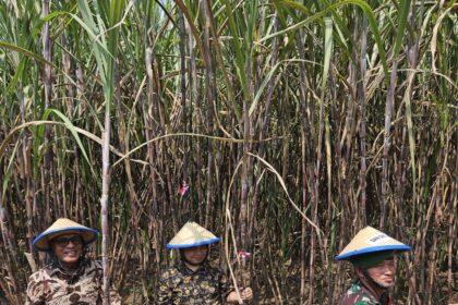 Panen raya tebu di Jombang Jawa Timur. Foto: Dok InKUD