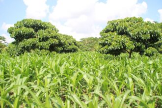 Lahan Jagung di Desa Embalut. Foto: Dok Humas