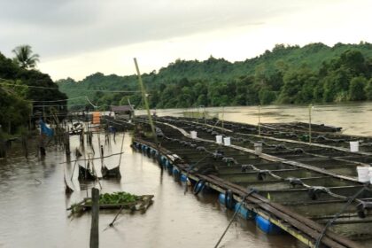 Tambak Ikan Desa Embalut, Kukar. Foto: Dok Humas