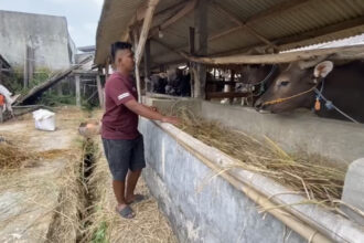 Pedagang hewan kurban, Endang Saputra sedang menunjukkan sapi kurban miliknya di kandang yang terletak di Kampung Cempa, Desa Cilangkap, Kecamatan Kalanganyar, Kabupaten Lebak, Rabu (14/5).