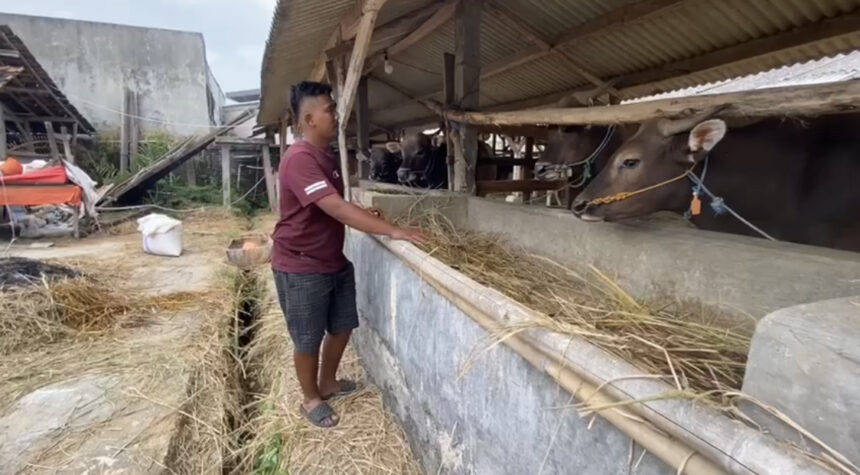 Pedagang hewan kurban, Endang Saputra sedang menunjukkan sapi kurban miliknya di kandang yang terletak di Kampung Cempa, Desa Cilangkap, Kecamatan Kalanganyar, Kabupaten Lebak, Rabu (14/5).