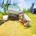 InKUD, koperasi merah putih, BULOG dan BUMN Agrinas, harus mampu menyerap produksi petani termasuk gabah dengan harga yang sesuai ketentuan. Foto: Dok ntt.bsip.pertanian.go.id