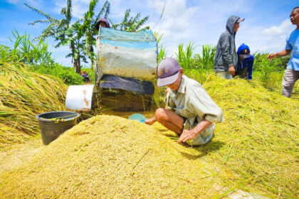InKUD, koperasi merah putih, BULOG dan BUMN Agrinas, harus mampu menyerap produksi petani termasuk gabah dengan harga yang sesuai ketentuan. Foto: Dok ntt.bsip.pertanian.go.id