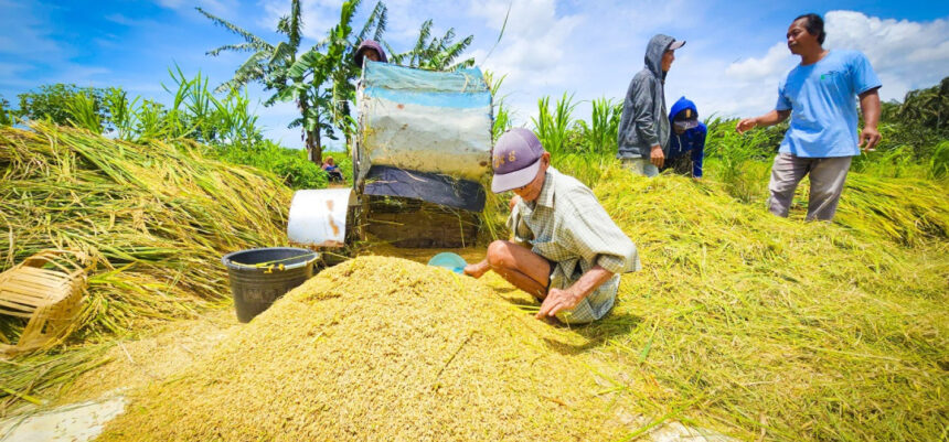 InKUD, koperasi merah putih, BULOG dan BUMN Agrinas, harus mampu menyerap produksi petani termasuk gabah dengan harga yang sesuai ketentuan. Foto: Dok ntt.bsip.pertanian.go.id
