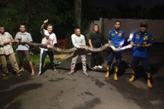Ular Sanca Bobot 50 Kilo, Gegerkan Warga Permata Pamulang