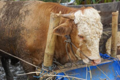 Ilustrasi, Sapi kurban. Foto: Istock