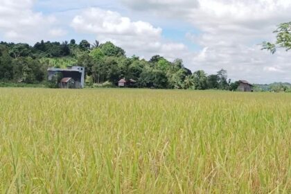 Pertanian di Kukar