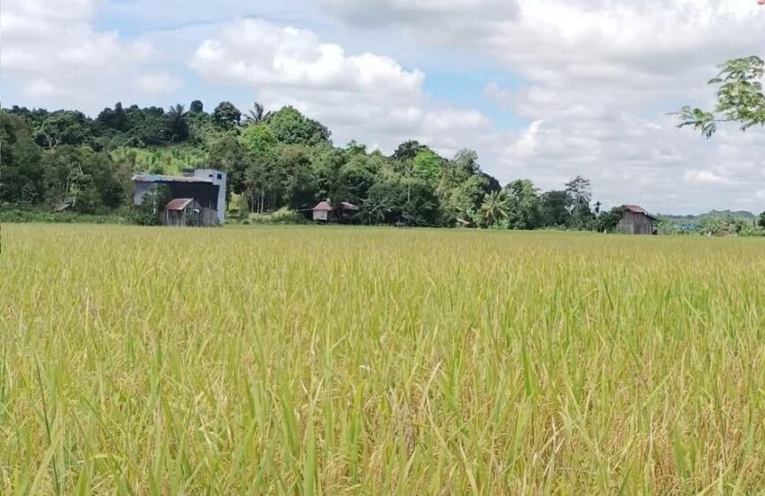 Pertanian di Kukar