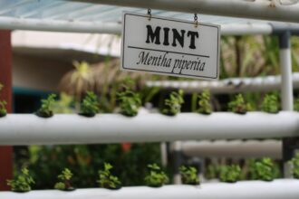 Kebun hidroponik. (dok. Hotel Ciputra Jakarta)