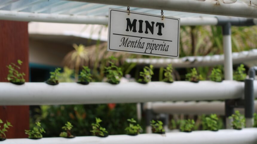 Kebun hidroponik. (dok. Hotel Ciputra Jakarta)