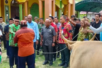 sapi bantuan presiden