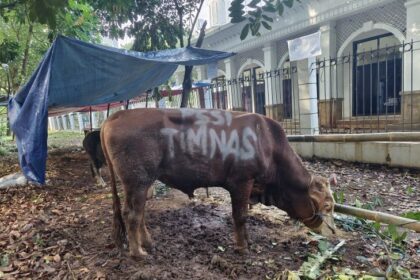 sapi kurban
