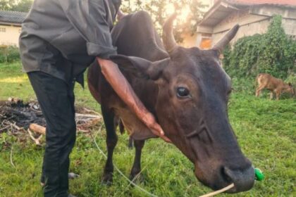 Ilustrasi sapi kurban untuk Hari Idul Adha. Foto: PP Muhammadiyah