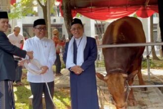Sapi kurban Presiden Prabowo Subianto dan Wapres Gibran Rakabuming Raka resmi diserahkan ke Istiqlal (foto: ist)