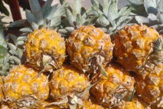 Nanas madu mengandung kalori rendah dan nutrisi tinggi. Nanas madu merupakan salah satu jenis buah yang terdapat kandungan air cukup tinggi. Foto: Joesvicar Iqbal/ipol.id