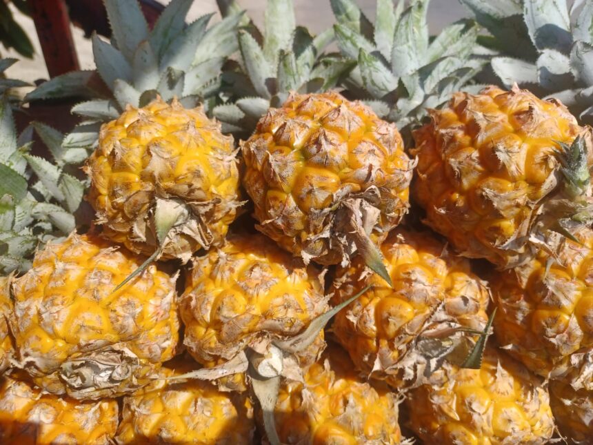 Nanas madu mengandung kalori rendah dan nutrisi tinggi. Nanas madu merupakan salah satu jenis buah yang terdapat kandungan air cukup tinggi. Foto: Joesvicar Iqbal/ipol.id