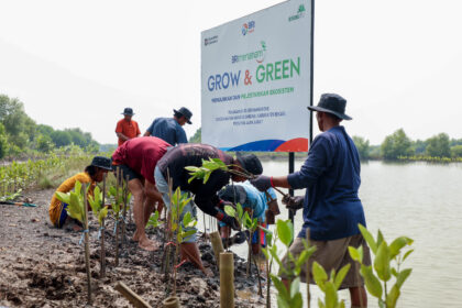 BRI Menanam- Grow & Green berupa kegiatan penanaman 10.000 pohon Mangrove di kawasan pesisir Muara Gembong, Kabupaten Bekasi, Jawa Barat. Foto: BRI
