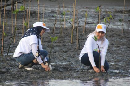Sepanjang tahun 2024 hingga pertengahan 2025, BNI telah menanam pohon mangrove di lahan seluas 60 hektare yang tersebar di dua kawasan konservasi utama, yakni Teluk Pangpang di Banyuwangi dan Ekowisata Lembung di Pamekasan. Foto: Dok BNI