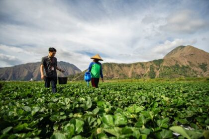 Melalui peran aktif sebagai penyalur utama Kredit Usaha Rakyat (KUR), BRI menghadirkan akses pembiayaan yang inklusif untuk mendorong pertumbuhan ekonomi masyarakat secara berkelanjutan. Foto: Dok BRI