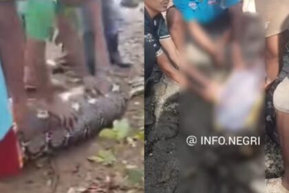 Petani lanjut usia (lansia) itu tewas setelah dimangsa ular ular piton sepanjang 8 meter di kebunnya. Foto: Tangkap layar IG @info.negri