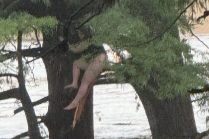 Seorang remaja bertahan di atas pohon untuk menyelamatkan diri dari banjir bandang di texas, AS. Foto: X.com Nick Sortor