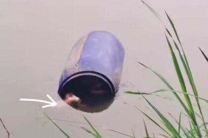 Mayat wanita dalam drum biru yang mengambang di Kali Cisadane, Cikokol Tangerang itu ditemukan hari ini Minggu (27/7/2025). Foto: Tangkap layar IG @tangerangkabarku