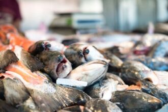 Banyak orang menganggap ikan lele sebagai salah satu hidangan favorit, terutama bagi para penggemar pecel lele.