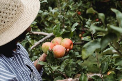 Ilustrasi petani apel di kebunnya. Foto: Zhen Chung / pexels