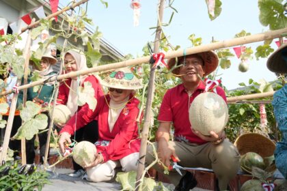 Wali Kota Jakarta Timur, Munjirin saat panen raya melon New Modesta di kawasan Urban Farming Geber Tabur, Kelurahan Cipinang Melayu, Kecamatan Makasar, Selasa (16/9/2025). Foto: Ist