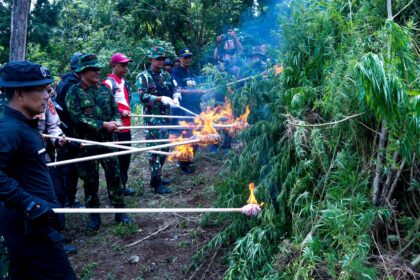 Sebanyak 117 personel dari BNN Pusat, BNN Provinsi Aceh, Polri, TNI, Satpol PP, Kejaksaan Tinggi, Bea dan Cukai, Dinas Pertanian, serta Dinas Kehutanan, dalam kegiatan pemusnahan sekitar 5.000 batang ganja dengan total berat sebanyak 2,3 ton di Kecamatan Seulimeum dan Kecamatan Masjid Raya, Kabupaten Aceh Besar, Provinsi Aceh, Rabu (10/9/2025). Foto: Ist