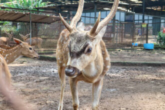Anak rusa Sambar di Bandung Zoo. Foto: Istcok @Ricky Bayu Putra