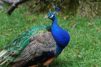 Ilustrasi - Burung merak. Foto: Freepik