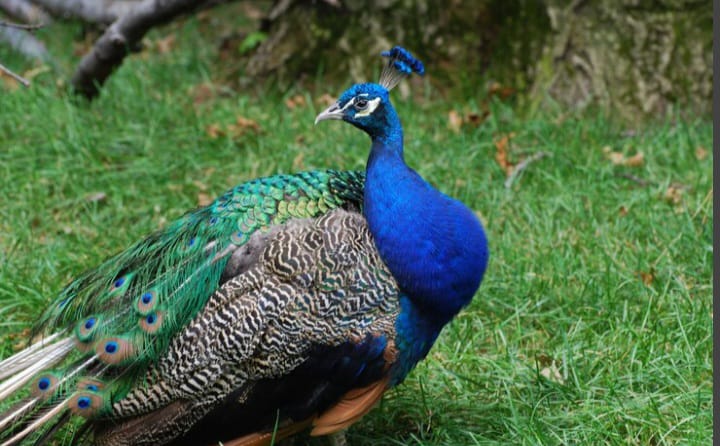 Ilustrasi - Burung merak. Foto: Freepik