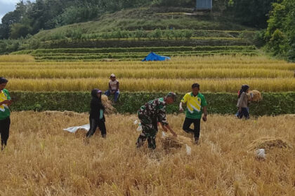 Ilustrasi lahan sawah dan produksi beras. Foto: Rustan/pertanian.go.id