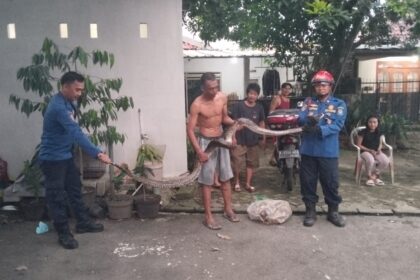 ular piton bersarang di rumah warga ciputat timur 15092025 213617