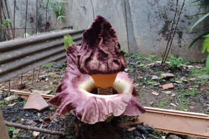 Bunga bangkai di pekarangan rumah warga Cipinang Besar Selatan, Jatinegara, Jakarta Timur. Foto: Joesvicar Iqbal/ipol.id