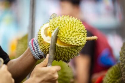 Ilustrasi, Seorang pria sedang memotong buah durian. Foto: Istock @Berk Ucak