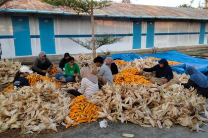 PLN Nusantara Power UP Tanjung Awar-awar memanfaatkan limbah pertanian jagung sebagai bahan campuran batu bara (co-firing) pada PLTU berkapasitas terpasang 2 X 350 MW di Desa Wadung, Kecamatan Jenu, Tuban. Foto: PLN