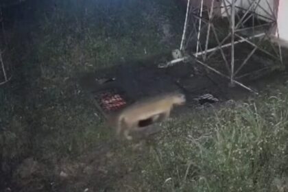Balai Konservasi Sumber Daya Alam (BKSDA) Sumatera Barat mengungkapkan, seekor harimau sumatera yang terjebak di area perkantoran Badan Riset dan Inovasi Nasional (BRIN) di Kabupaten Agam diduga masuk karena sedang mengejar seekor hewan. Foto: Tangkap layar IG @info.negri
