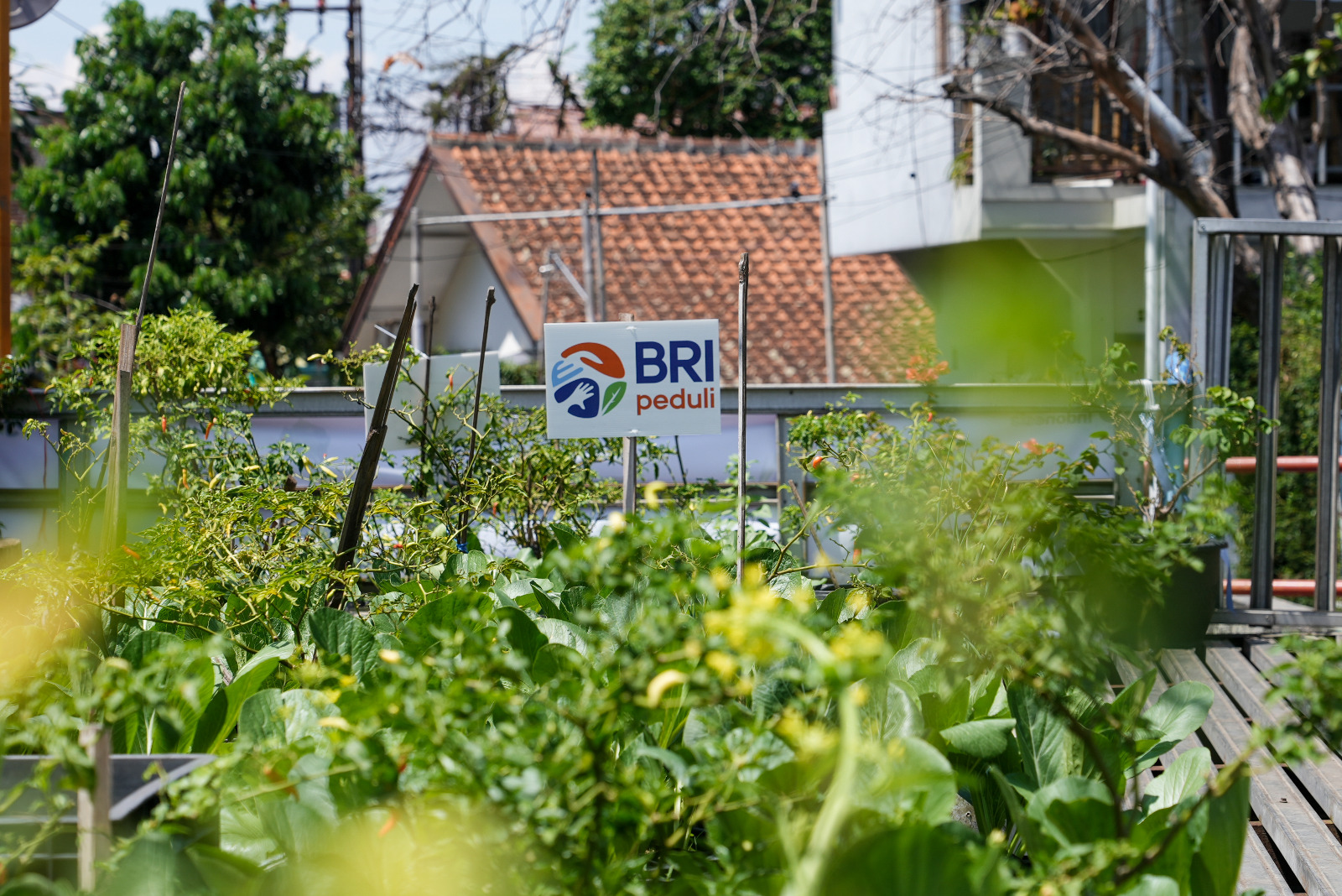 Panen raya BRInita (BRI Bertani di Kota). Foto: Dok BRI
