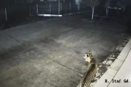 Harimau sumatera terlihat di kantor Badan Riset dan Inovasi Nasional (BRIN) di Agam, Sumatra Barat. Foto: BRIN