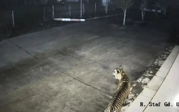 Harimau sumatera terlihat di kantor Badan Riset dan Inovasi Nasional (BRIN) di Agam, Sumatra Barat. Foto: BRIN