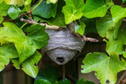 Ilustrasi, sarang tawon besar di ujung rumah. Foto: Istock @Klaas Jan Schraa